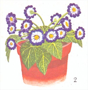 Enårige sommerblomster - pasning