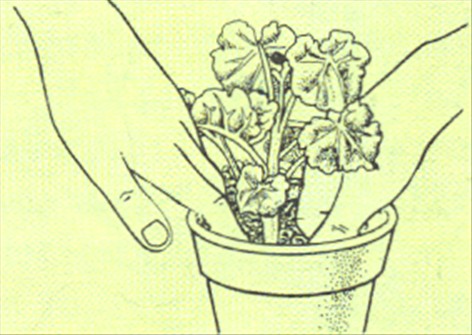 Begonier, blomstrende - Begonia schwabenland - pasning