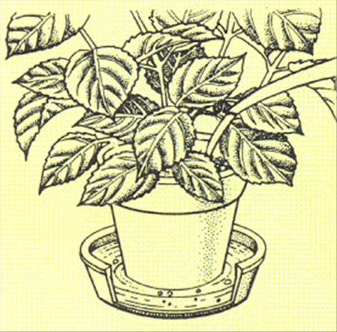 Hortensia - Hydrangea macrophylla - pasning