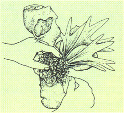 Elsdyrtakbregne - Platycerium alcicorne - pasning