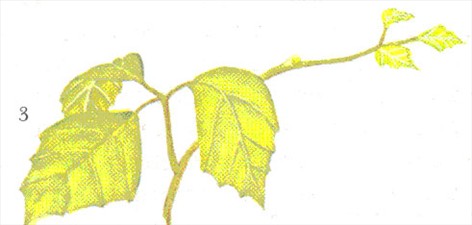 Kongevin - Rhoicissus rhomboidea - pasning