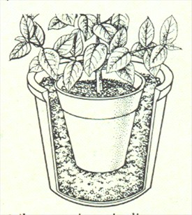 Gardenia - Gardenia jasminoides - pasning