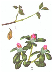 Stueazalea - Azalea indica - pasning