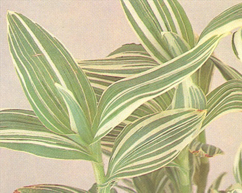 Vandrende jøde - Tradescantia fluminensis - pasning