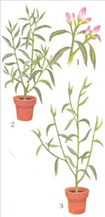Nerie - Nerium oleander - pasning
