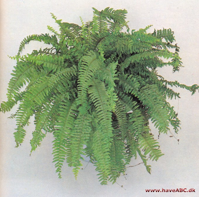 Nyrebregne Nephrolepis Exaltata Pasning Nyrebregne Nephrolepis Exaltata Pasning