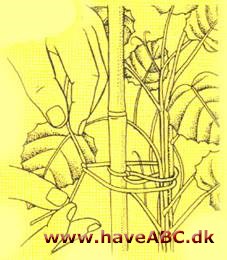 Russervin - Cissus antarctica - pasning