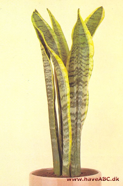 Svigermors tunge - Sansevieria trifasciata -