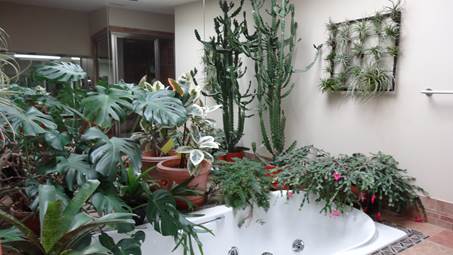Sheilas hus in Colorado er fyldt med potteplanter