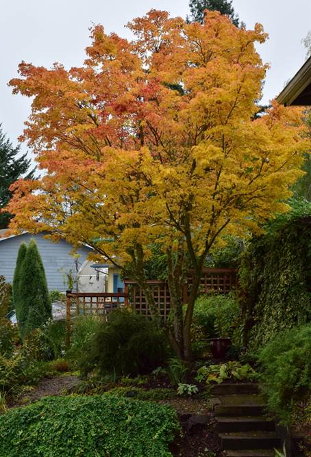 Oktober og november i Nancys Oregon have