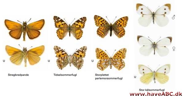Sommerfugle - Lepidoptera