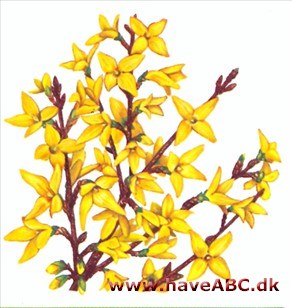 en af vore mest populære prydbuske med et væld af blomster på netop den årstid, hvor vi trænger mest til dem