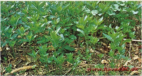 Bingelurt - Mercurialis perennis † Bingelurt - Mercurialis perennis †