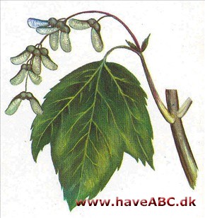Løn, stribet - Acer rufinerve Løn, stribet - Acer rufinerve
