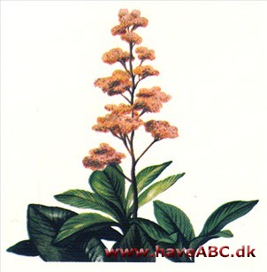 Bronzeblad - Rodgersia