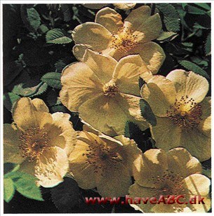 Hybenroser er ikke nogen botanisk afgrænset gruppe roser, men en folke­lig betegnelse for alle de vild- og park­roser