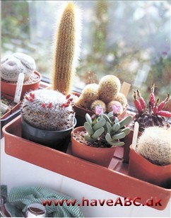 - Hvor skal man dyrke kaktus og sukkulenter?