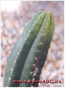 - Indendørs dyrkning af kaktus og sukkulenter