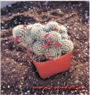 - Omplantning af kaktus og sukkulenter