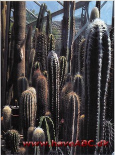 - Sådan opbygges en kaktus- sukkulentsamling
