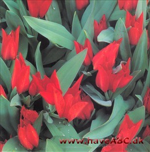 - Tulipaner i haven