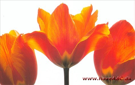 - Tulipaner