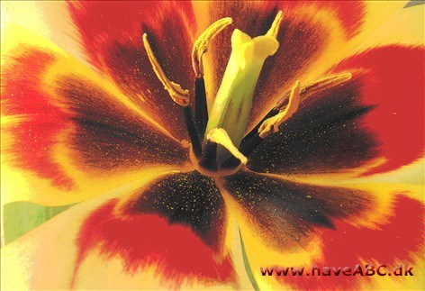 - Tulipanproblemer - Tulipanproblemer