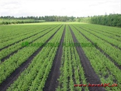 Aarestrup Planteskole Vi producerer ca. 5,5 mio. planter pr. år fordelt på ca. 100 plantearter. Produktionsarealet er på 100 ha, hvor vi fremavler egne planter under miljøvenlige forhold.