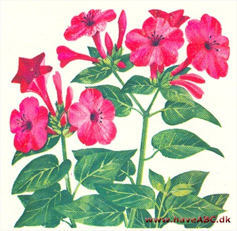 Abeblomst - Mimulus
