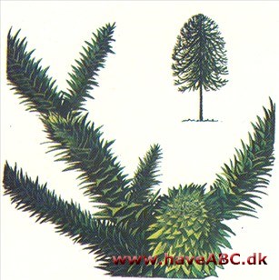 Abetræ - Araucaria araucana