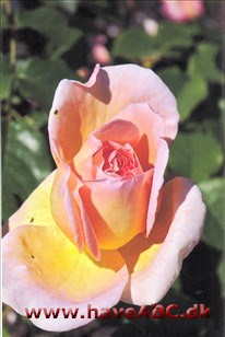 Knopperne er runde og mørkt pink forneden og ellers med et anstrøg af guld. Blomsterne er pink til orange, men farverne blegner, når ...Se mere her ...