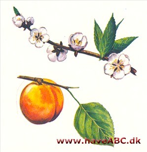 Abrikos - Prunus armeniaca