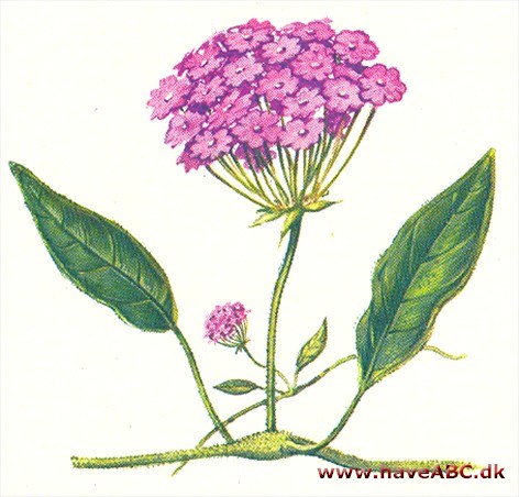 Abronia - Abronia umbellata Abronia - Abronia umbellata