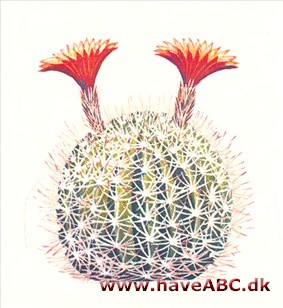 Acantholycium - Acanthocalycium Acantholycium - Acanthocalycium