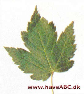 Acer - glabrum Acer - glabrum