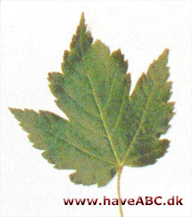 Acer - glabrum