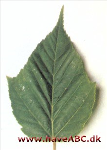 Acer capillipes