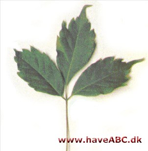 Acer cissifolium