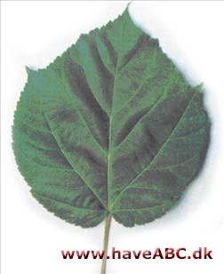 Acer davidii Acer davidii