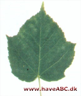 Acer grossen var. hersii