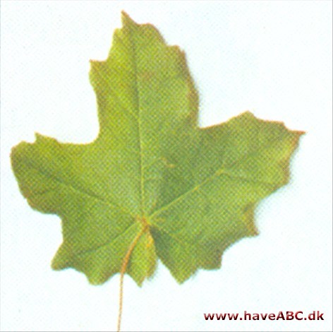 Acer leucoderme