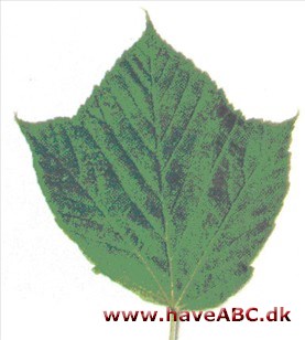 Acer rufinerve