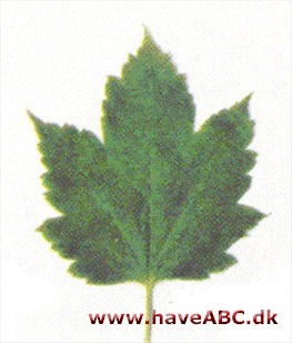 Acer spicatum