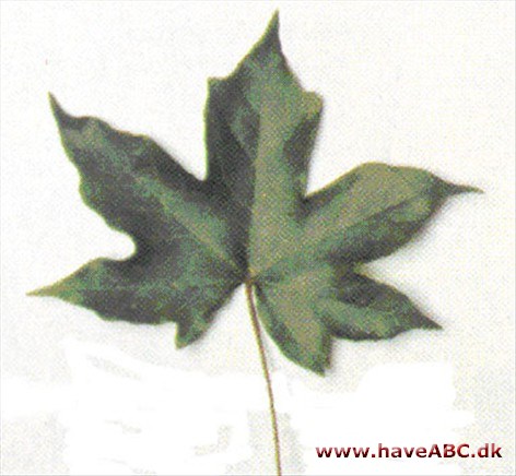 Acer x zoeschense Acer x zoeschense