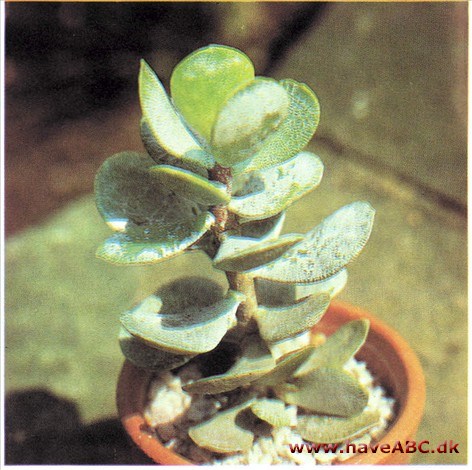 Adromilschus rotundifolius (syn. Cotyledon)