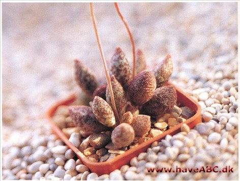 Adromischus Adromischus