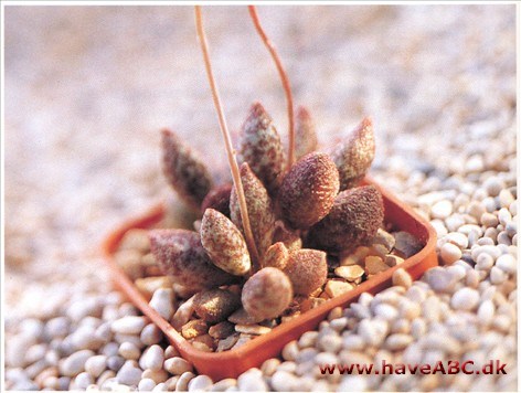 Adromischus