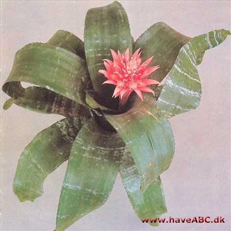 Aechmea - Aechmea fasciata - - pasning