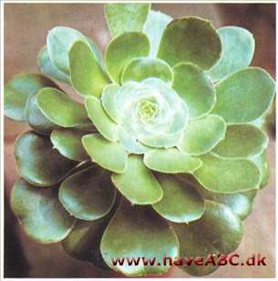 Aeonium acboreum