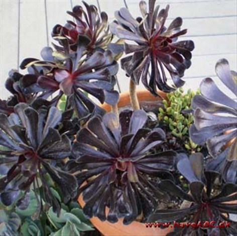 Aeonium